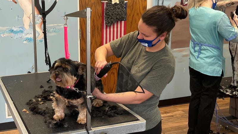 Kelsi Candelore is doing what she loves, grooming pets at Candelore's Barking Beauties