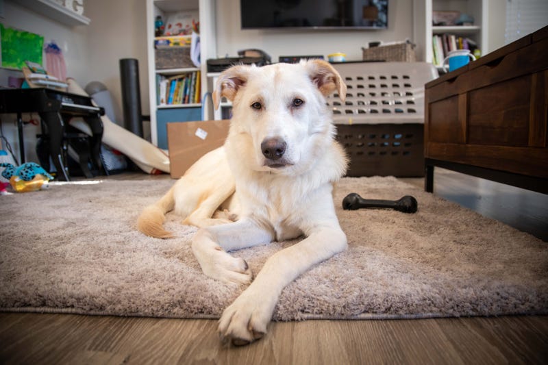 Leonard from Motley Zoo Animal Rescue