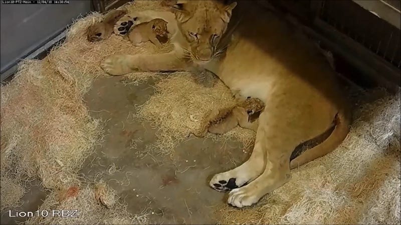 baby lion with mom