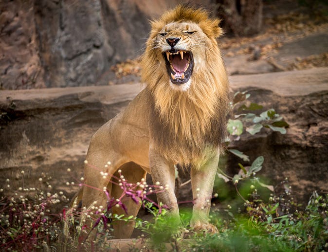 Lion