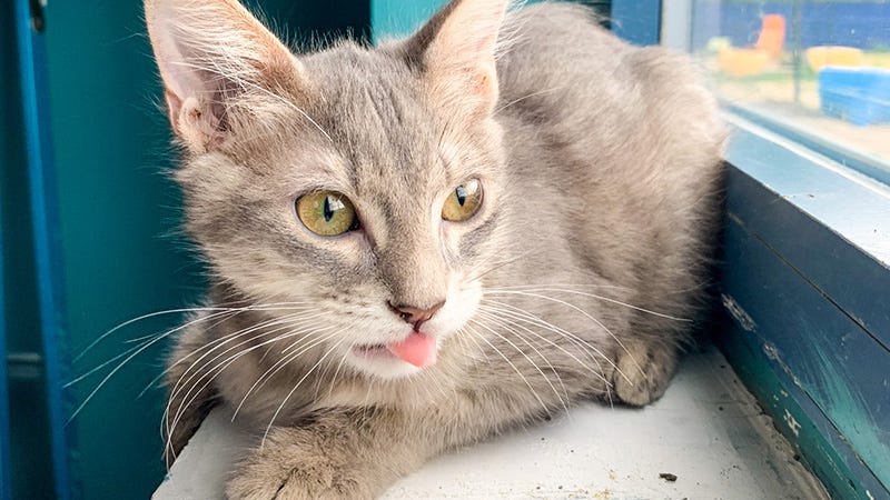brown cat with tongue out