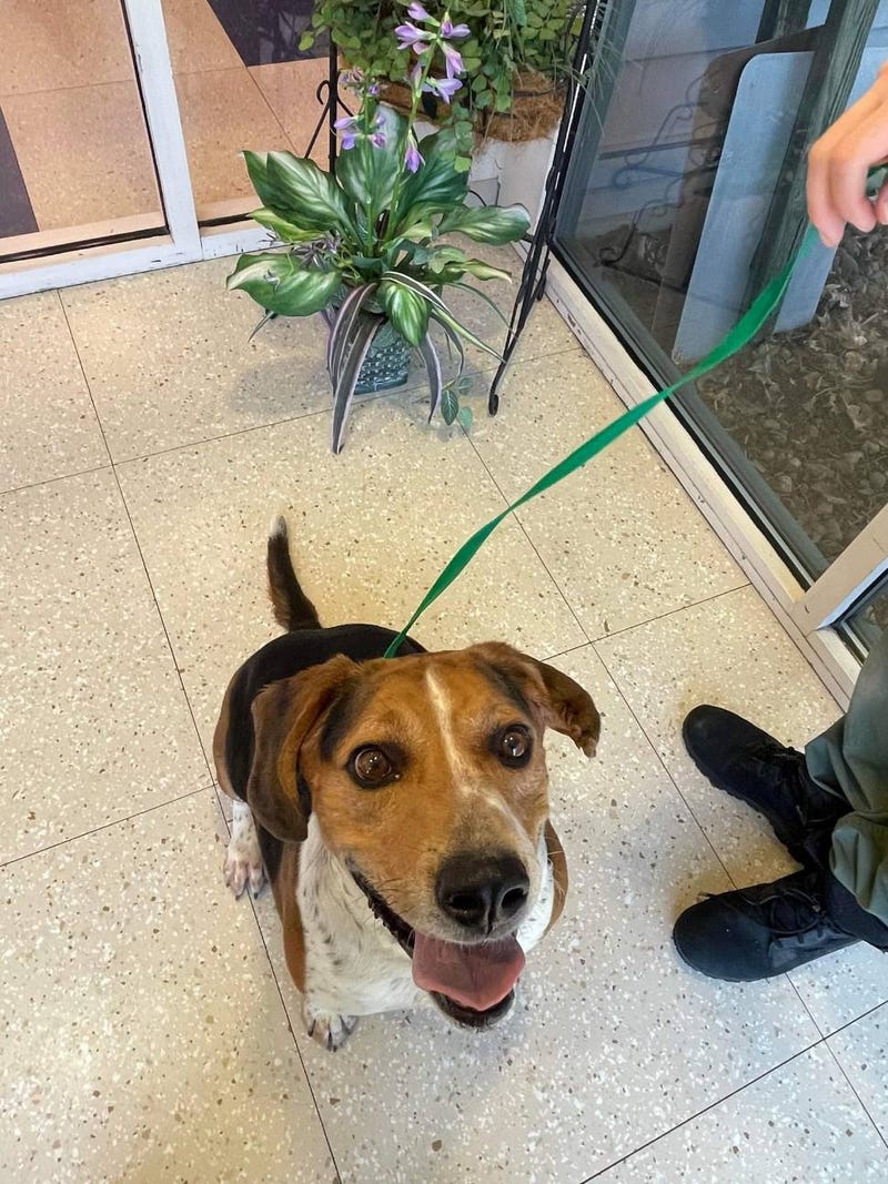 Chesterfield County Animal Services