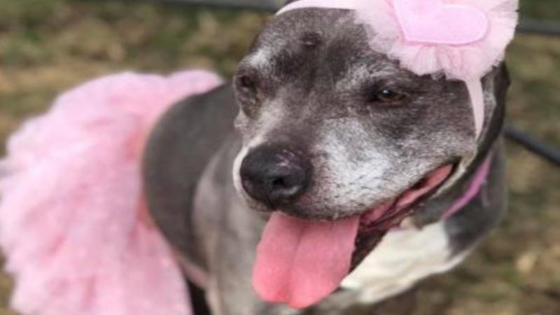 Lola @ Austin Humane Society February 21