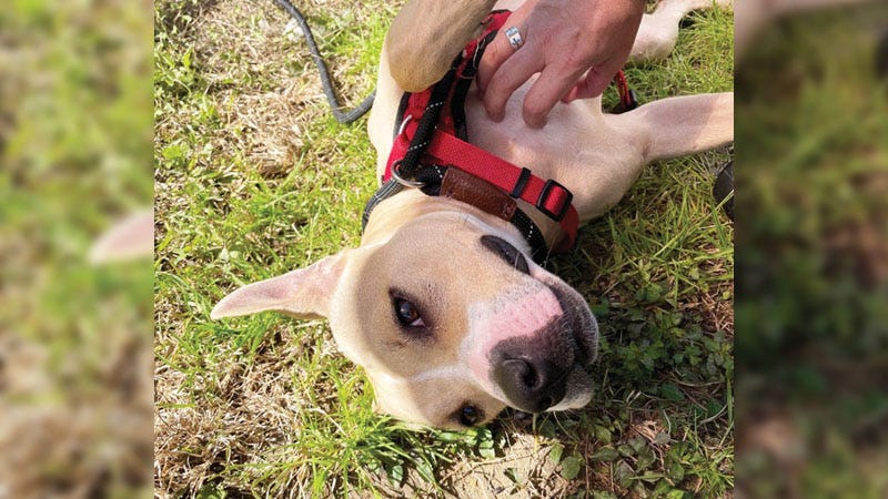 dog getting belly rubs