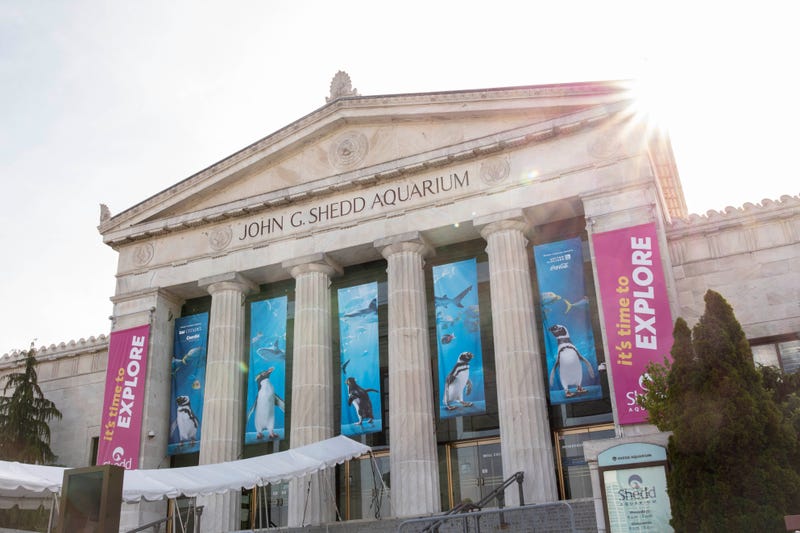 Shedd Aquarium