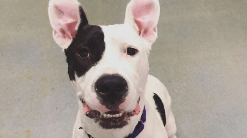 Maisy Austin Humane Society 8/4/21