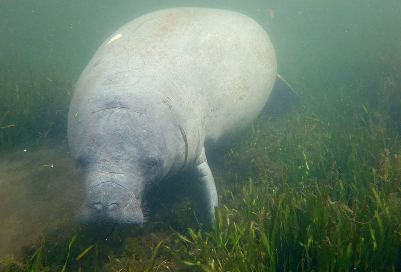 Manatee