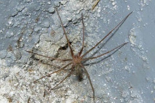 spider
