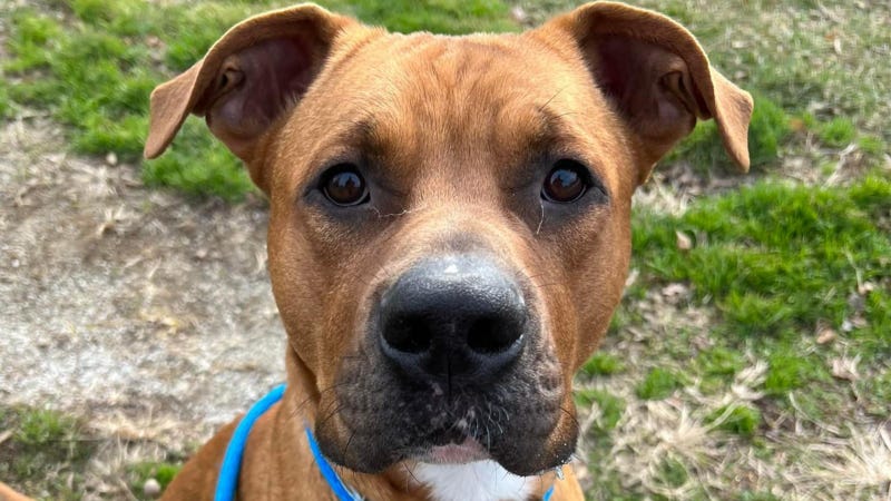 Meet Flash, Bennett's PSPCA Pet of the Week
