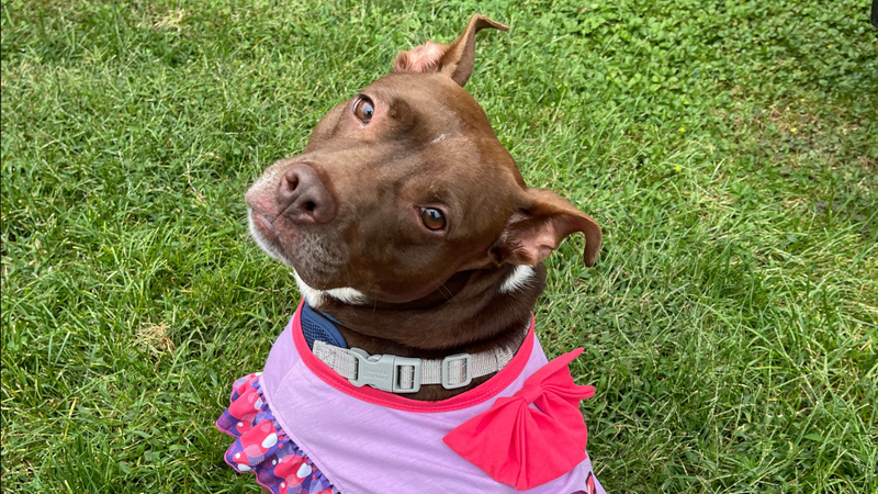 Meet June, Bennett's PSPCA Pet of the Week