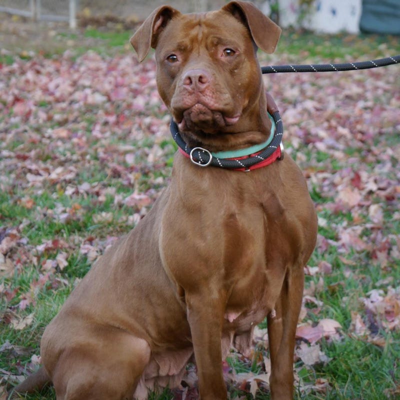 Melanie from Five Acres Animal Shelter