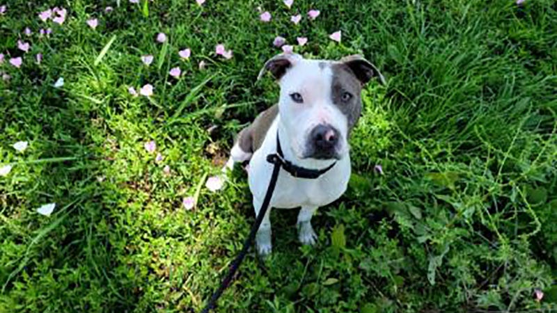 white and grey dog on leash
