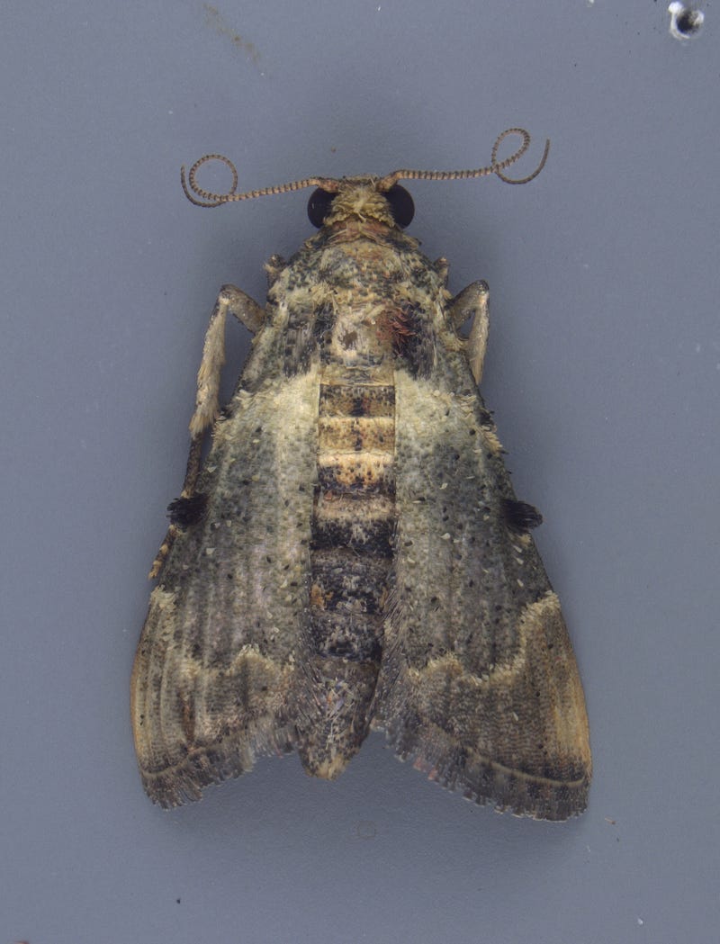 Moth found at DTW
