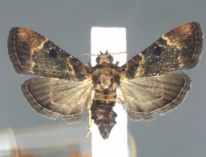 Rare moth