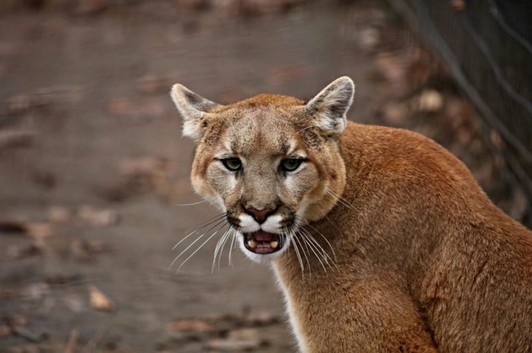 Mountain_Lion