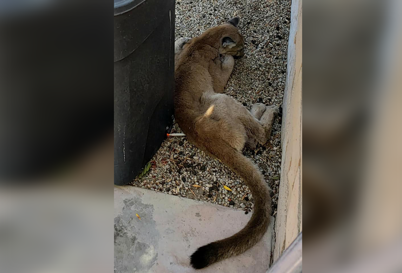 Mountain lion found in the Sunrise Palms Condominium Community.
