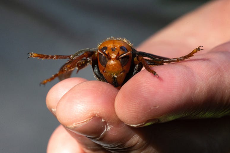 Murder_Hornet