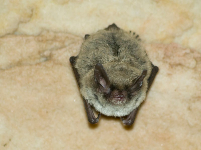 bat