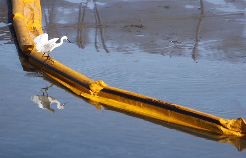 A bird balances on a boom intended to contain oil from seeping into the Talbert Marsh, home to around 90 bird species, after a 126,000-gallon oil spill from an offshore oil platform on October 3, 2021.