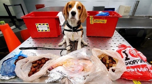 Beagle sniffs out interesting cargo at O’Hare’s international terminal baggage claim