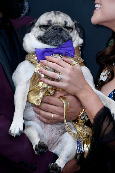 Doug the Pug
