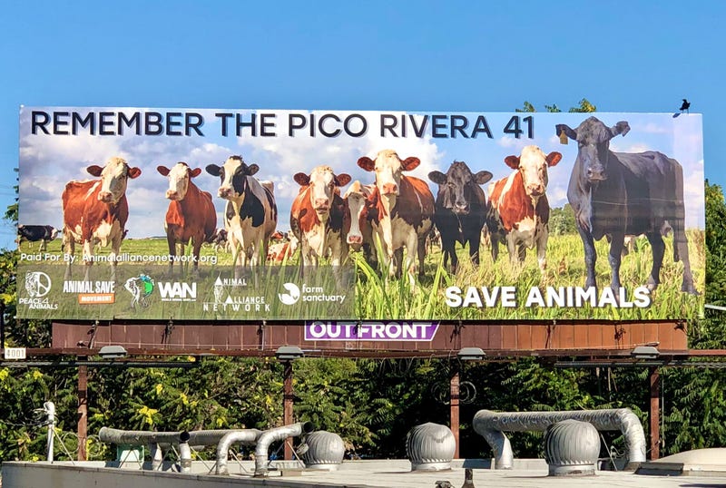 Courtesy Peace 4 Animals
