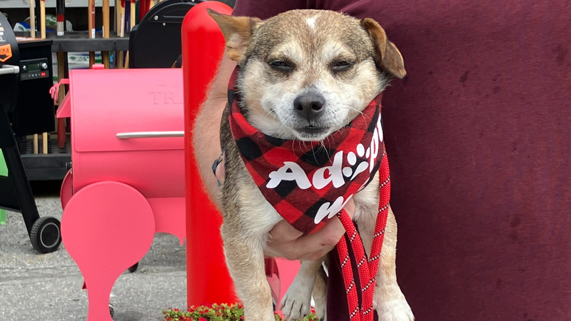 Meet Rocky, Bennett & Raven's PSPCA Pet of the Week
