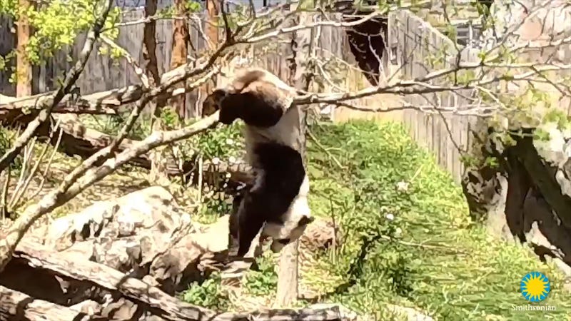 See Adorable Moment Klutzy Panda Falls Out of Tree