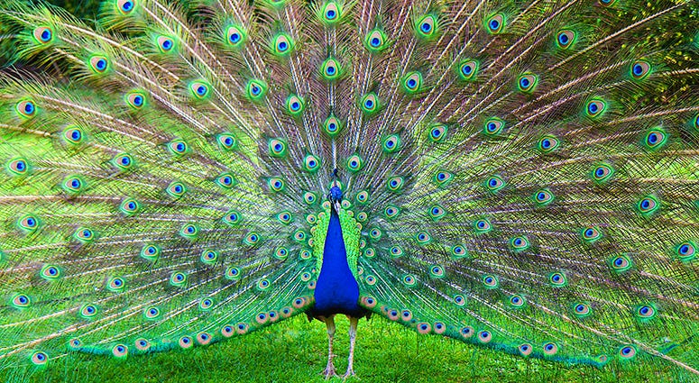 Peacock