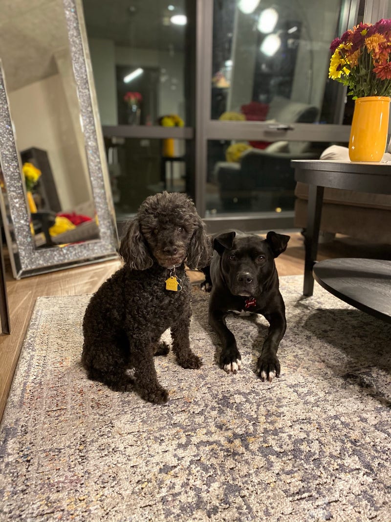dogs