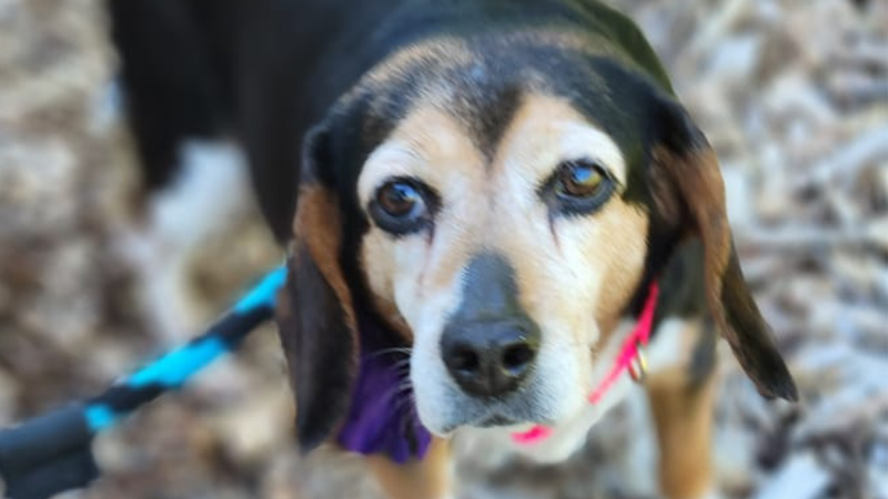Meet Rosie, Bennett & Raven's PSPCA Pet of the Week