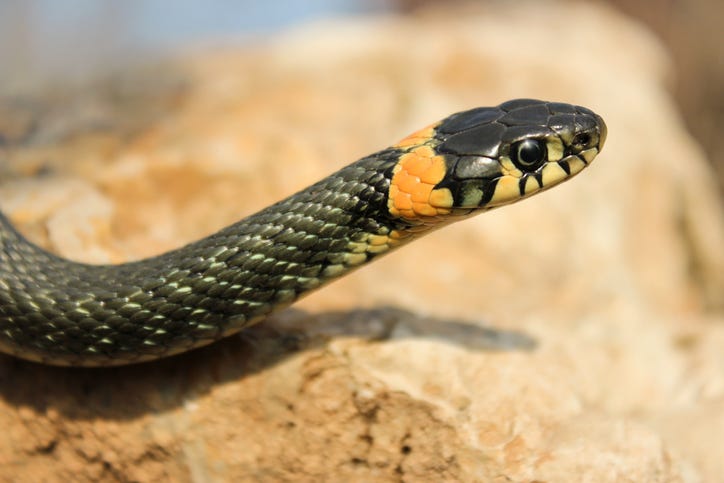 snake