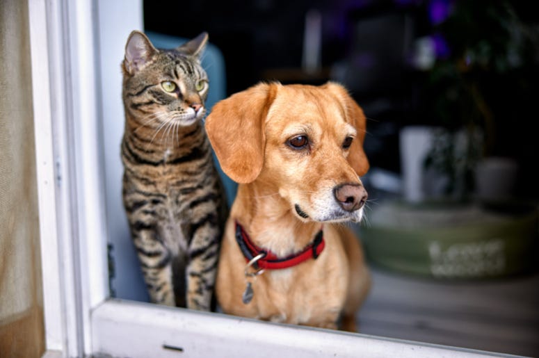 Pets