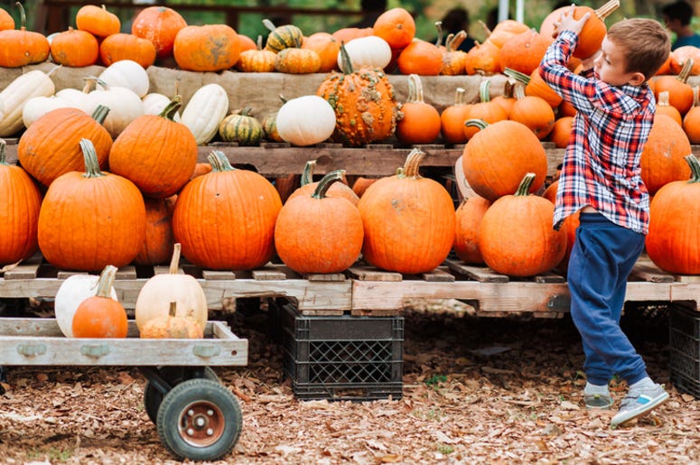 Pumpkin_Patch