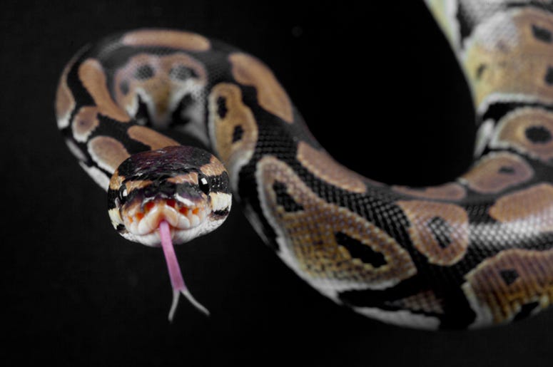 Python