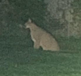 loose big cat in Royal Oak