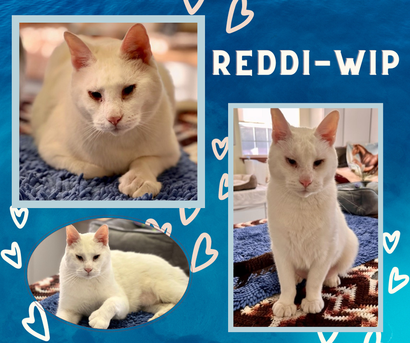 Reddi-Wip