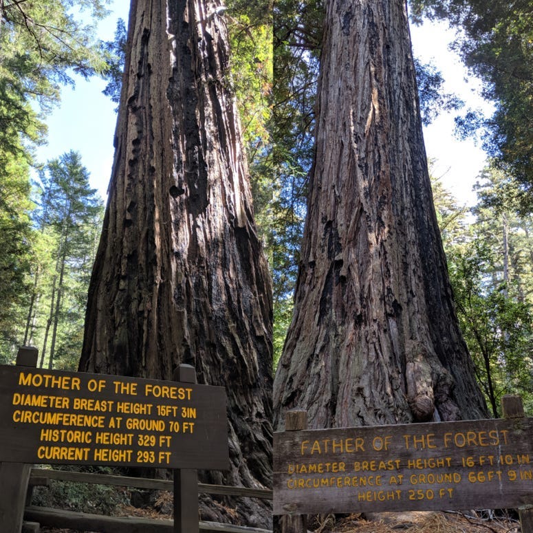 Redwood forest