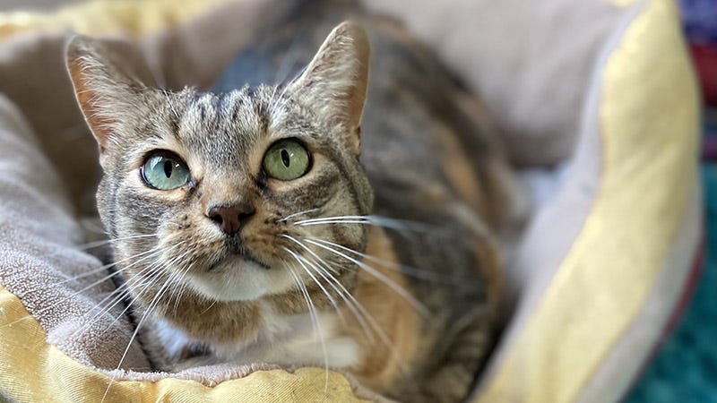 Reese the cat