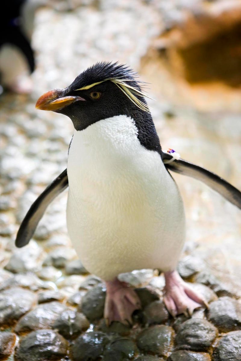 On Sunday, the Shedd Aquarium's world-famous, rockhopper penguin Wellington turns 33-years old, which is more than double the life expectancy of the species in the wild