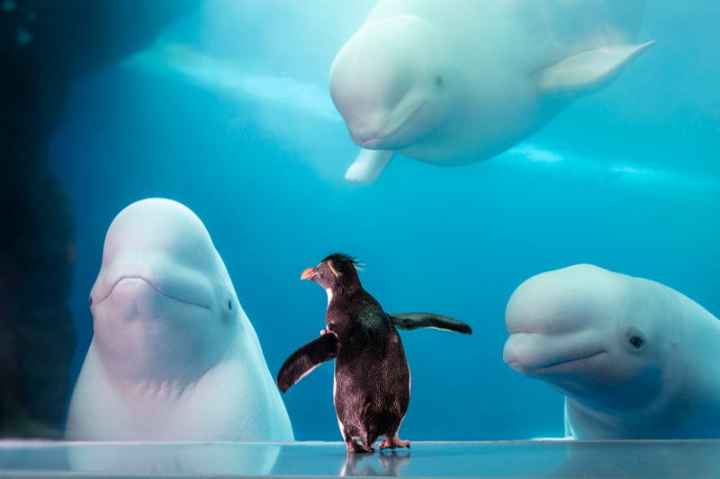 This week, Shedd Aquarium is highlighting a significant milestone as the rockhopper penguin Wellington turns 33-years-old, which is more than double the life expectancy of the species in the wild.