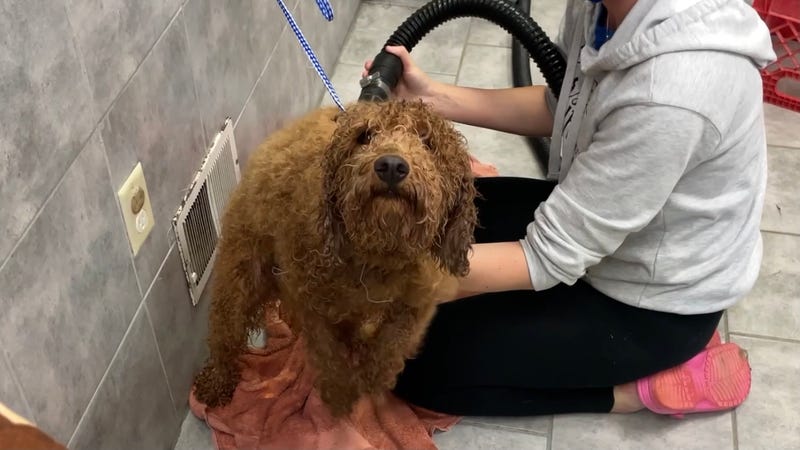 Marty's dog, Rosie, drying off after her fresh cut and bath