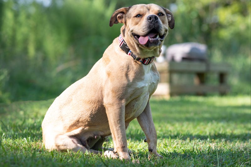 ADOPT ROXIE