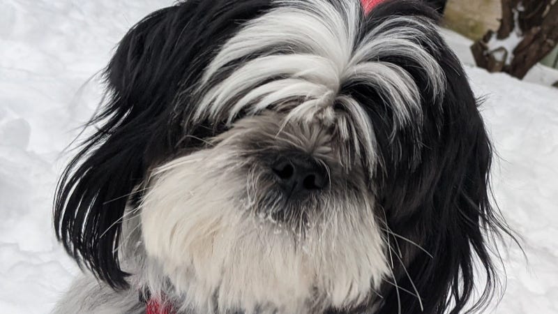 Rudy Roo Snow Puppyers Shih Tzu Feb 2021