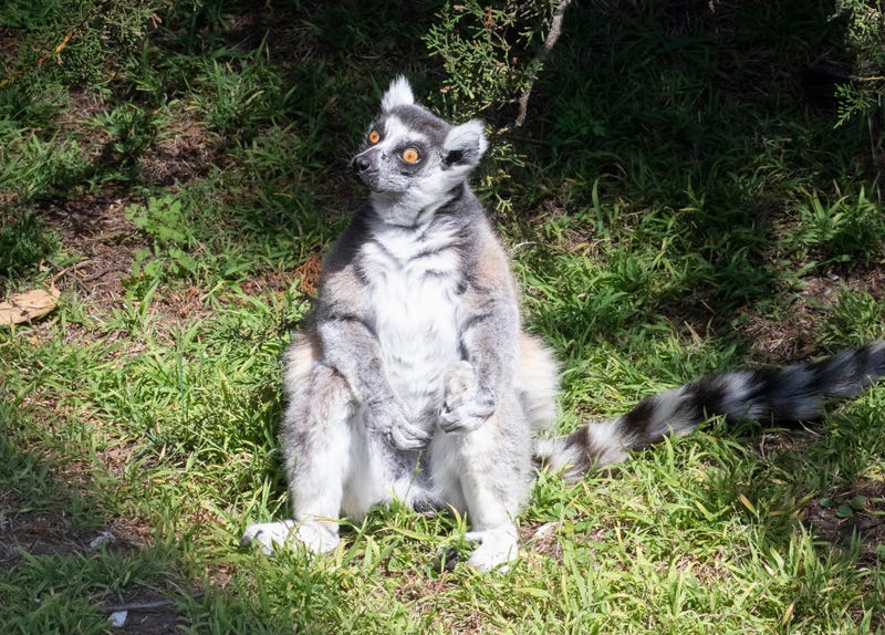 Maki the lemur was stolen from the San Francisco Zoo.