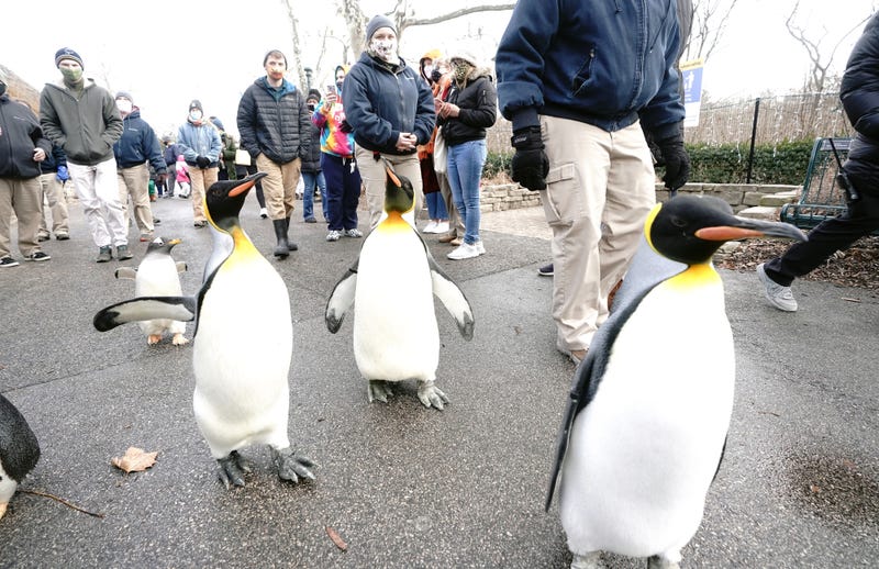 St. Louis Zoo penguins walk