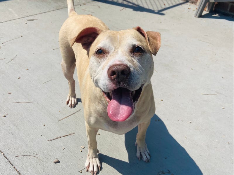 Adopt Sandy