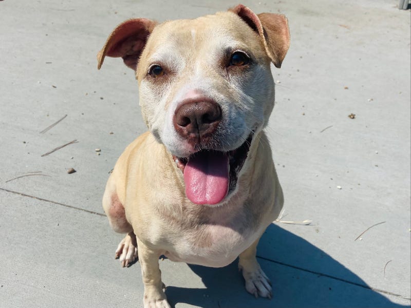 Adopt Sandy