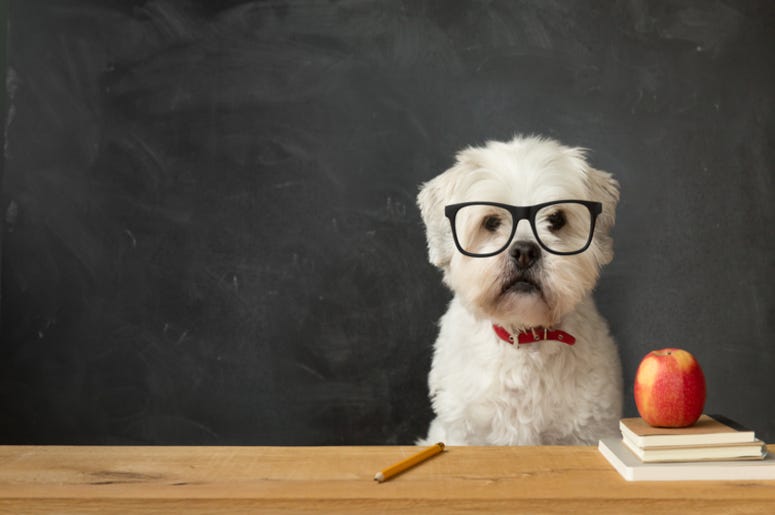 School_Dog
