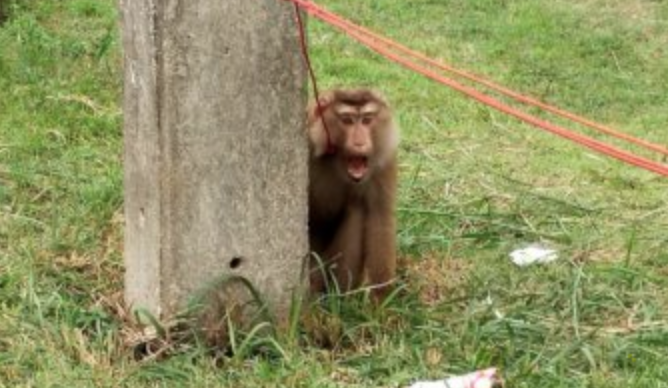 monkeys